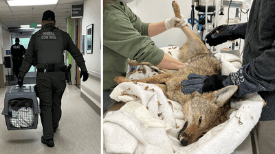 Image for story: Coyote care gallery: She wandered into hospital, then crashed through glass window