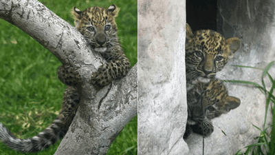 Image for story: First leopard cubs born in captivity in Peru climb trees, greet zoo visitors