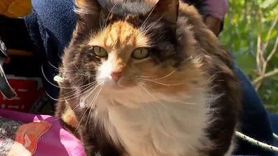 Image for story: Bicyclist, cat wrap up cross-country journey in Maine