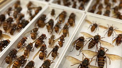 Image for story: 1st murder hornet nest in US now on display for the public