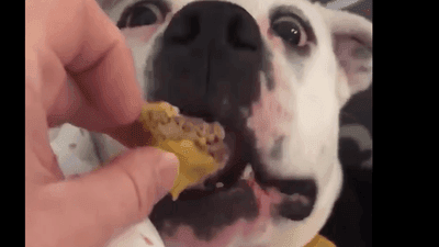 Image for story: Dogs love cheeseburgers too!