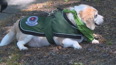 Image for story: K-9 helps find missing therapy dog in Rhode Island woods