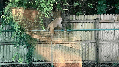 Image for story: Monkey business in Florida: Residents go bananas over wild sighting