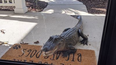 Image for story: Alligator wanders onto South Carolina woman's front porch | VIDEO