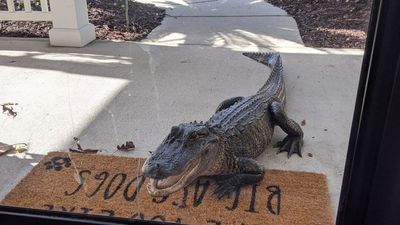 Image for story: Alligator wanders onto South Carolina woman's front porch | VIDEO