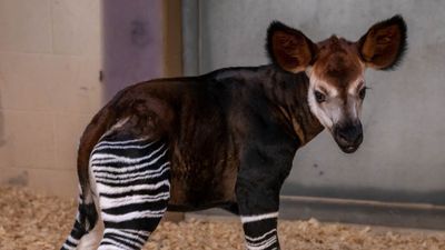 Image for story: Zoo announces birth of rare, endangered okapi calf