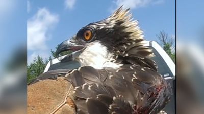 Image for story: SEE IT: Emergency crews 'wing it' to rescue trapped osprey