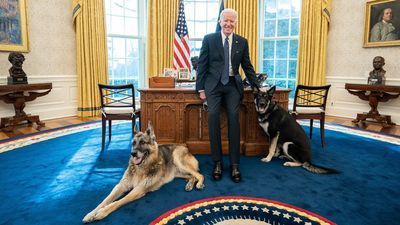 Image for story: PHOTOS: 'First Dogs' Champ and Major make first Oval Office appearance