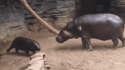 Image for story: ADORABLE: Baby hippo caught on camera with a case of the zoomies