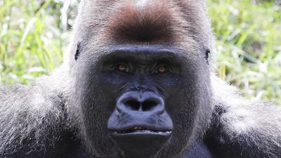 Image for story: Cincinnati Zoo welcomes 3 male gorillas to Gorilla World