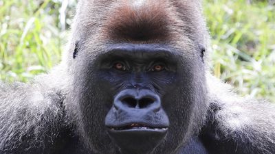 Image for story: Cincinnati Zoo welcomes 3 male gorillas to Gorilla World