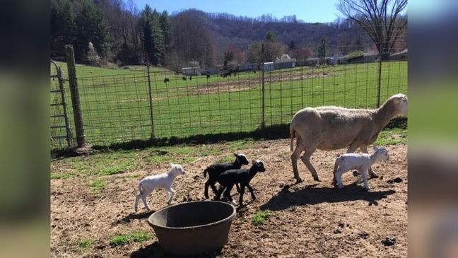 A rare feat! Quadruplet lambs – three females and one male – were born to a mother Katahdin ewe in Waynesville on March 3, on Lickstone Farm. (WLOS)