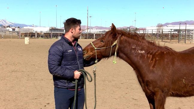 Nevada inmates helping to find horses a forever home after roundups (KRNV)