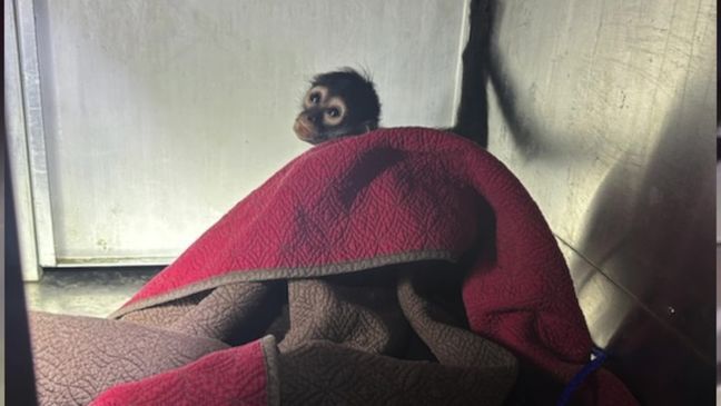 Feisty monkey on the loose bites neighbor, sparks unexpected rescue mission (WOAI){&nbsp;}