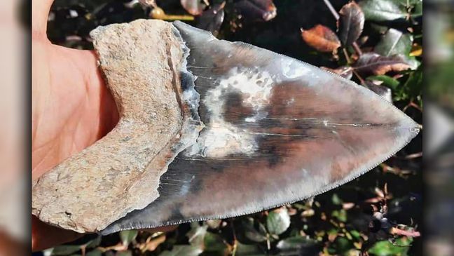 Matthew Basak found this massive 6.45-inch fossilized megalodon tooth at a construction site in the Summerville, South Carolina area. (Provided: Matthew Basak)