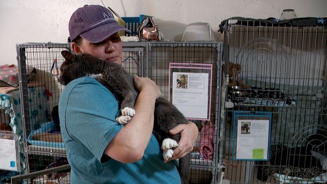 Non-profit 'Whiskers' in Utah dedicated to giving high-risk cats a second chance (Photo: Todd Dinsmore/ KUTV)