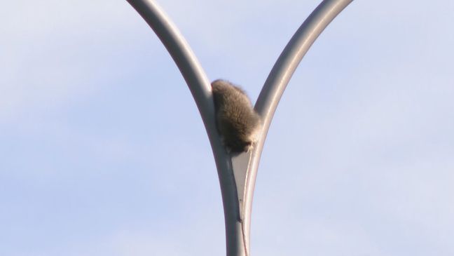 A raccoon sits on a light pole on Route 146 north in Providence, R.I. on Tuesday, June 13, 2023. (WJAR){&nbsp;}