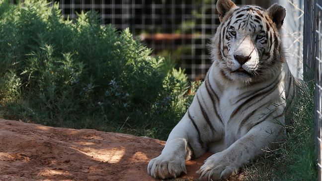 FILE - In this Wednesday, Aug. 28, 2013, file photo, one of the tigers living at the Greater Wynnewood Exotic Animal Park is pictured at the park in Wynnewood, Okla. (AP Photo/Sue Ogrocki, File)