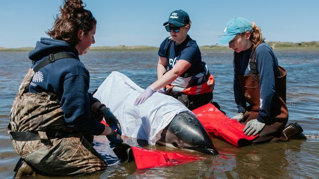 Experts and trained volunteers tend to a dolphin. (Photo: Andrea Spence/ © IFAW) 