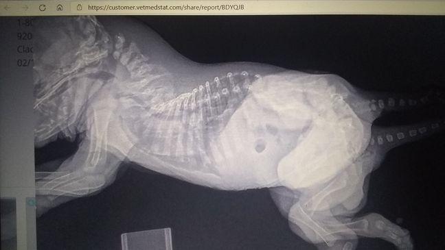 X-rays show Skipper's{&nbsp;}congenital conjoining disorder (Skipper's Journey)