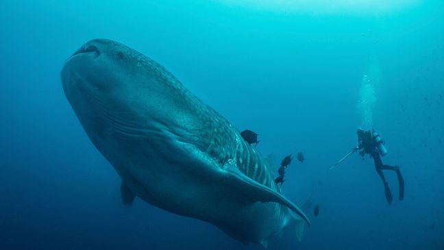 In this 2017 photo provided by Simon Pierce, Alexandra Watts takes a tissue sample from a whale shark in the Galapagos Islands area of Ecuador.  (simonjpierce.com via AP)