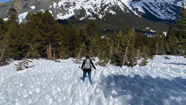 Biologist Katie Rodriguez trying to maneuver through the sun cups on June 25, 2023. (Courtesy: Beth Pratt)