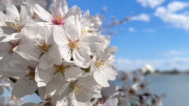 The moment everyone has been waiting for, the Yoshino Cherry Tree blossoms along the Tidal Basin have reached peak bloom. (Credit: National Park Service){&nbsp;}