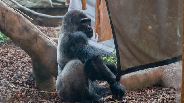 One of the of three male gorillas that recently came to the Cincinnati Zoo from the Detroit Zoo. (Photo courtesy of the Cincinnati Zoo)