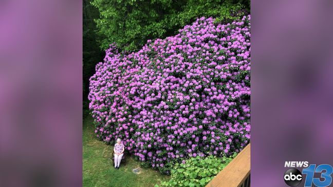 2022 - Donna Bohanan says her mother Gloria Stenger turns 100 years old on Sept. 4, 2023. She shared a photo of her mother in 2019 in front of her rhododendrons in the Balsam area community, showing just how large they had grown in the almost 50 years since they were planted. Donna says her mother was thrilled by how many people liked seeing the photo. (Credit: Donna Bohanan)