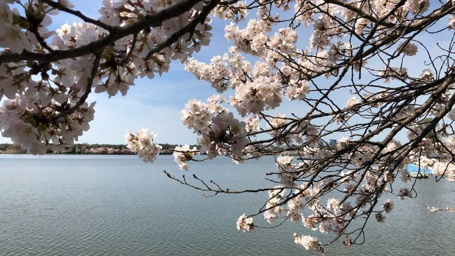 Cherry Blossoms at the Tidal Basin in DC on March 27, 2021. (7News)