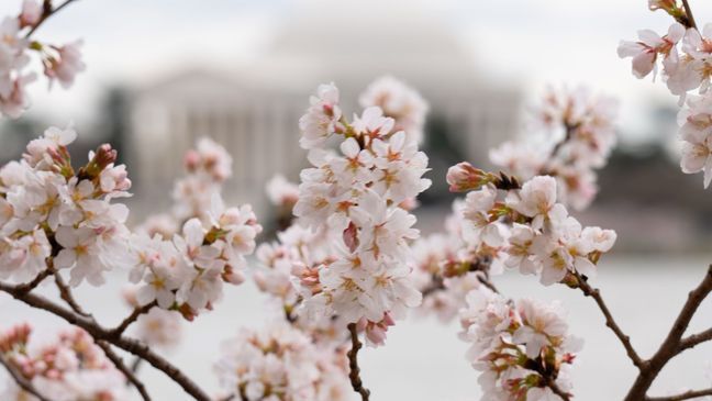 Cherry blossoms have reached peak bloom Monday, March 21, 2022. (Courtesy of Brad Herson)