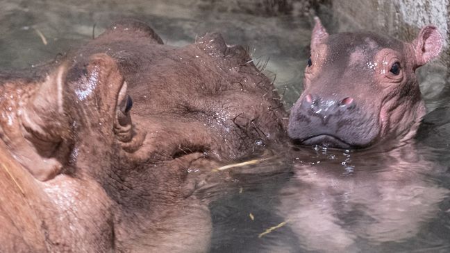 Fiona’s little brother, born at the Cincinnati Zoo & Botanical Garden on August 3, will be called Fritz! (Photo via Cincinnati Zoo)