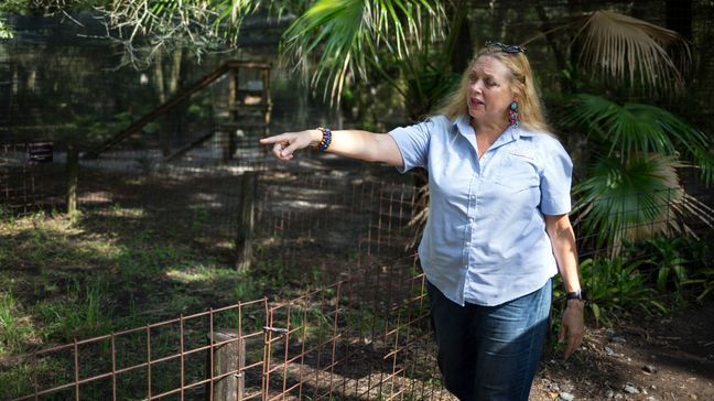 FILE - In this July 20, 2017, file photo, Carole Baskin, founder of Big Cat Rescue, walks the property near Tampa, Fla. (Loren Elliott/Tampa Bay Times via AP, File)