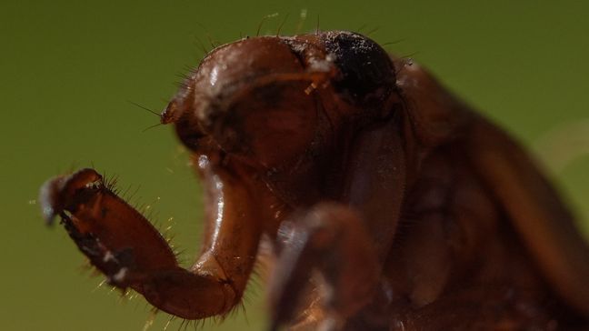 A periodical cicada nymph wiggles its forelimbs in Macon, Ga., on Thursday, March 28, 2024. This periodical cicada nymph was found while digging holes for rosebushes. It is not ready to emerge and turn into an adult. Trillions of cicadas are about to emerge in numbers not seen in decades and possibly centuries. (AP Photo/Carolyn Kaster)