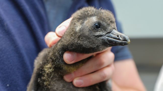 VIDEO: African penguin chick -- now full grown -- makes debut at New England Aquarium (Photo: New England Aquarium){&nbsp;}