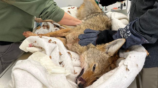 Medical staff gave their emergency coyote patient an exam and several stitches after she ran through a glass window at the hospital, Feb. 7, 2023. (Center Valley Animal Rescue)