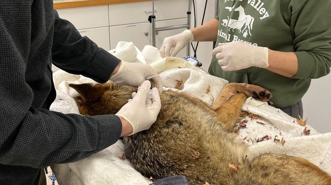 Medical staff gave their emergency coyote patient an exam and several stitches after she ran through a glass window at the hospital, Feb. 7, 2023. (Center Valley Animal Rescue)