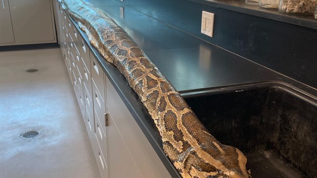 19-foot, 125 lb. python is largest ever caught in Florida{&nbsp;}(Conservancy of Southwest Florida)