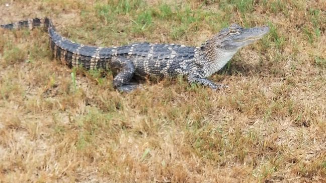 San Antonio man putting out the trash comes face-to-face with alligator (Photo: Animal Care Services)