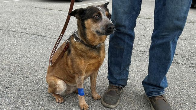 Ruby, a 10-year-old Australian Cattle Dog, is pictured on Wednesday, June 28, 2023, one day after getting bitten by a rattlesnake in her yard in Eagle Mountain, Utah. (Photo: Daniel Woodruff/KUTV)