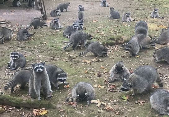 Image for story: 'Word got out in raccoon land': Wildlife operator helps address woman's raccoon problem