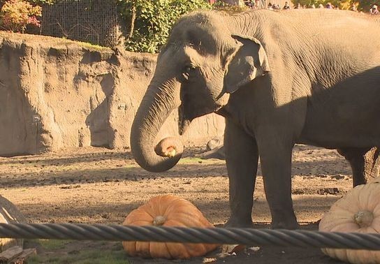 Image for story: Oregon Zoo welcomes 'Howloween' with Squishing of the Squash, elephantine fun 