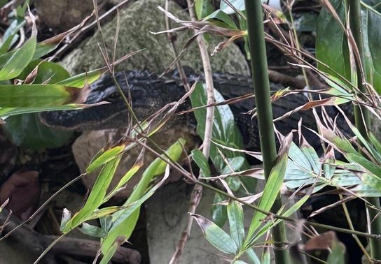 Image for story: An alligator walks into a bar in Florida...No, seriously