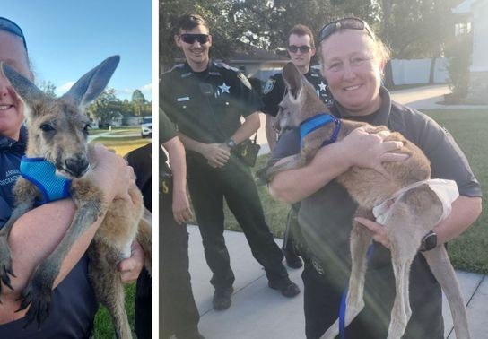 Image for story: Kangaroo in a diaper leads deputies on a hop-pursuit in Florida