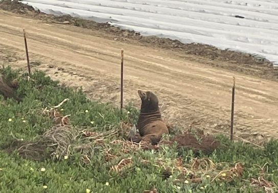 Image for story: California Highway Patrol, animal rescue team work to get sea lion off Santa Cruz highway