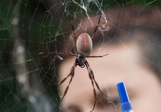 Image for story: Study finds spiders hijack living fireflies to lure prey