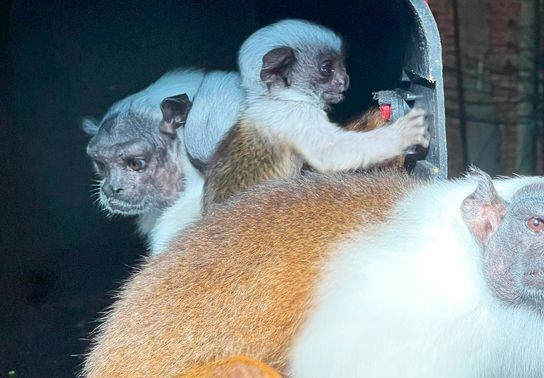 Image for story: Hello, world! Chattanooga Zoo welcomes critically endangered pied tamarin twins