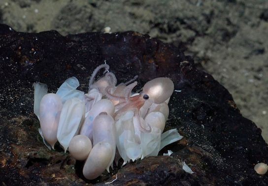 Image for story: PHOTOS: 4 new species of deep-sea octopus discovered off Costa Rica