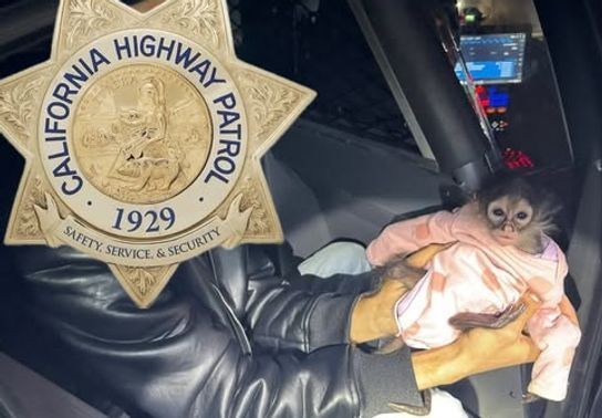 Image for story: Baby spider monkey found in Rolls-Royce after DUI arrest