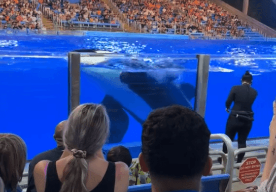 Image for story: VIDEO: Orca whale poops, splashes freshly soiled water on Sea World audience 